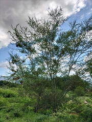 Vachellia xanthophloea