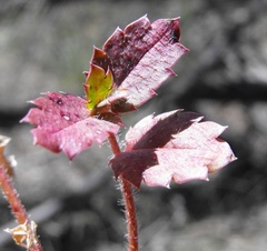 Gonocarpus urceolatus