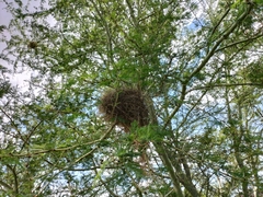 Vachellia xanthophloea