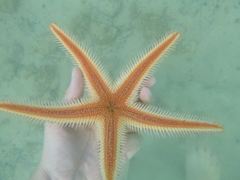 Astropecten polyacanthus