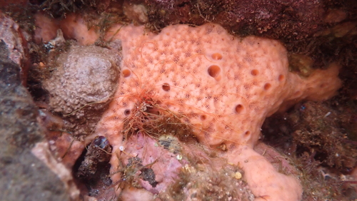 photo of Demosponges (Demospongiae)