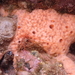 photo of Demosponges (Demospongiae)