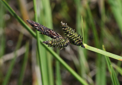 Carex orbicularis kotschyana
