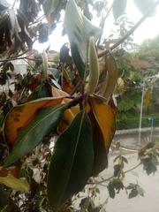 Magnolia grandiflora
