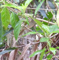 Microptilotis gracilis