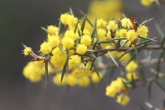 Acacia sphacelata recurva