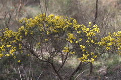 Acacia sphacelata recurva