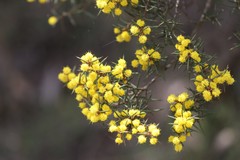 Acacia sphacelata recurva