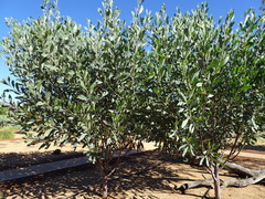Acacia colei