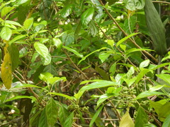 Microptilotis gracilis