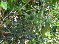 Microptilotis gracilis