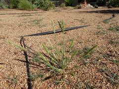 Enneapogon polyphyllus