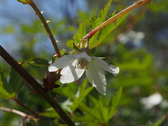 Rubus palmatus coptophyllus