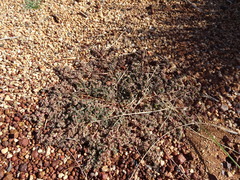 Euphorbia drummondii