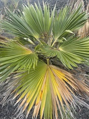 Pritchardia hillebrandii