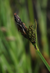 Carex orbicularis kotschyana
