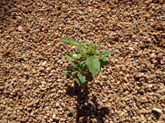 Dysphania melanocarpa