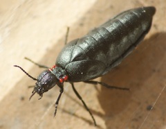 Physomeloe corallifer