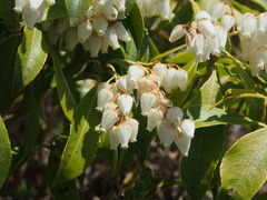 Pieris japonica