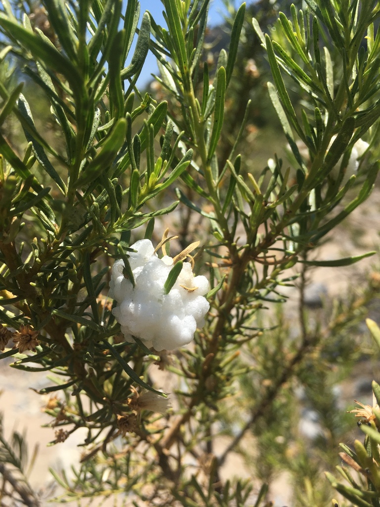 Rachiptera limbata