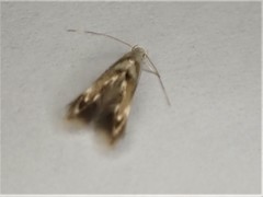 Thylacosceles radians