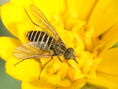 Parageron gratus