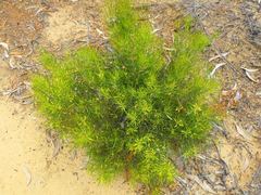 Persoonia fastigiata