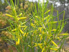 Persoonia fastigiata