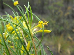 Persoonia fastigiata