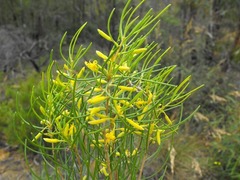 Persoonia fastigiata