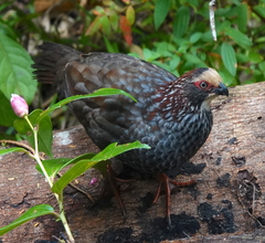 Dendrortyx leucophrys