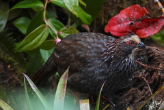 Dendrortyx leucophrys