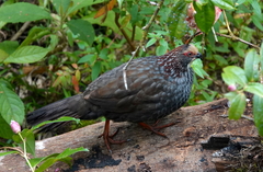 Dendrortyx leucophrys