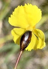 Xyris operculata