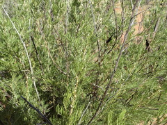 Senna artemisioides artemisioides