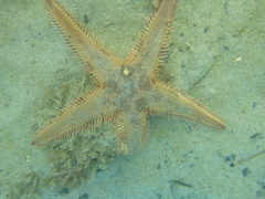 Astropecten polyacanthus
