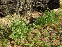 Dactyloctenium radulans