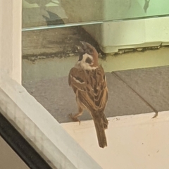 Passer montanus