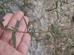 Brickellia pringlei