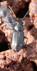 Bembidion rapidum