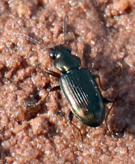 Bembidion rapidum