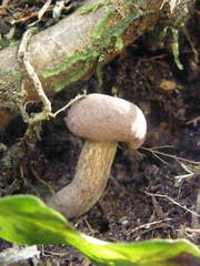 Tylopilus brunneus