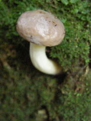 Tylopilus brunneus