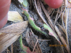 Amblyopone australis