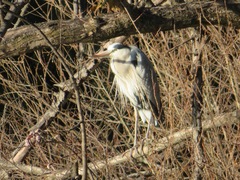 Ardea cinerea