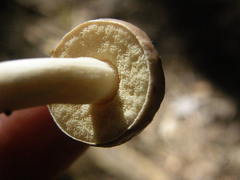 Tylopilus brunneus