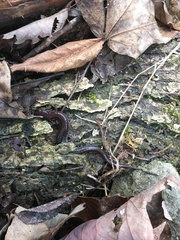 Plethodon dorsalis