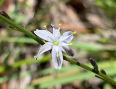 Caesia parviflora parviflora