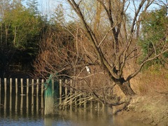 Ardea cinerea