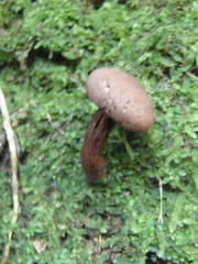 Tylopilus brunneus